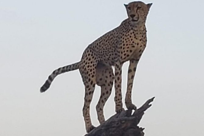 Kruger National Park Explorer - Wildlife and Nature Experiences