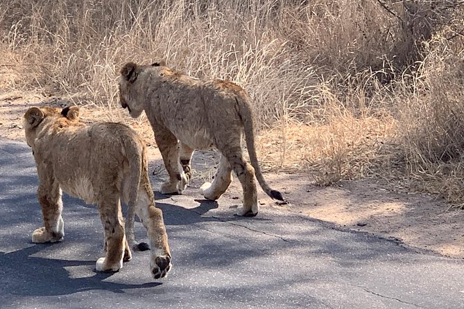 Kruger National Park Full Day Big 5 Safari Tour From Hazyview - Inclusions and Amenities