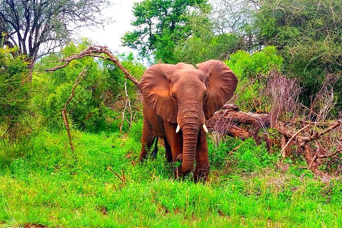 Kruger National Park Full Day Guided Tour - Itinerary
