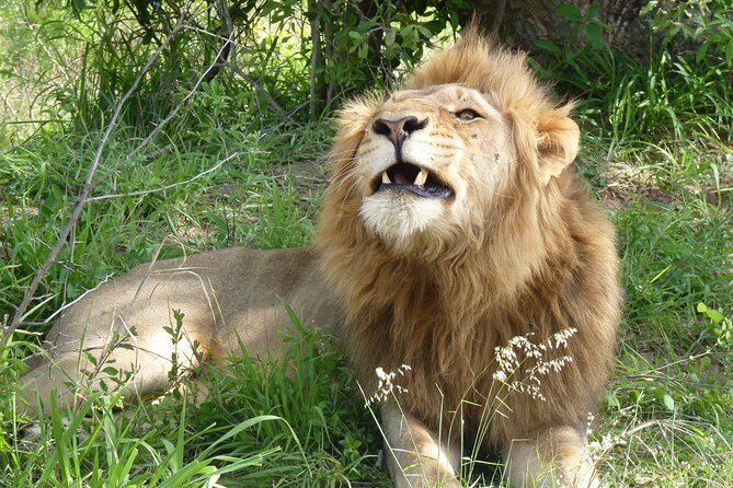 Kruger National Park Full-Day Safari From Hazyview - Traveler Photos and Sightings