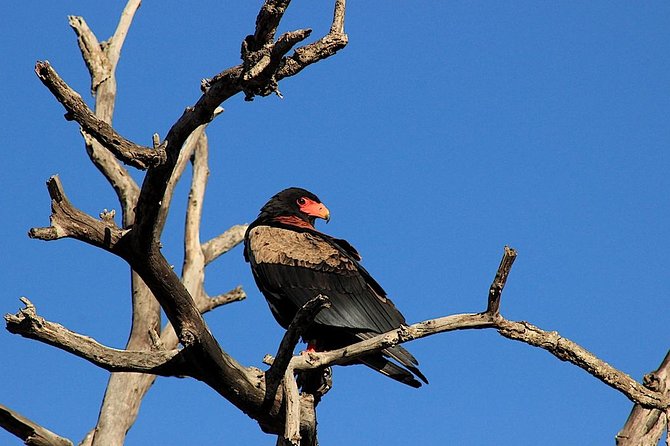 Kruger National Park Full Day Safari Tour - Additional Information