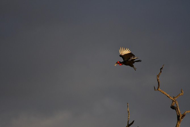 Kruger National Park L Private Afternoon Safari From Hazyview - Start Time and Duration