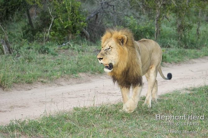 Kruger National Park Morning Game Drive From Hazyview - Booking Details and Important Information