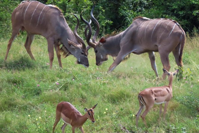 Kruger National Park - Private 3 Day, 2 Night Safari Trip. - Additional Information