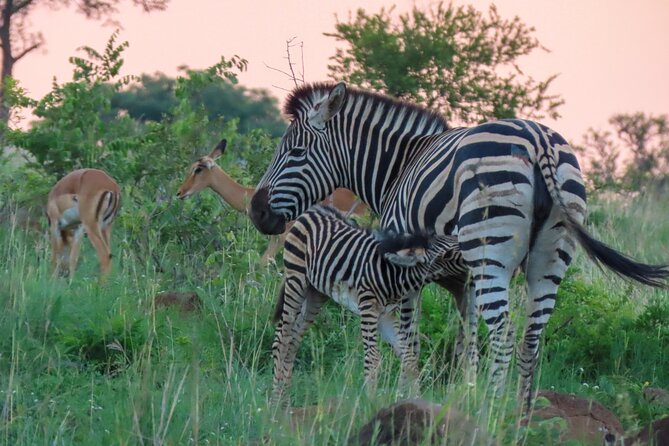 Kruger National Park - Private Full Day Safari Trip. - What to Expect