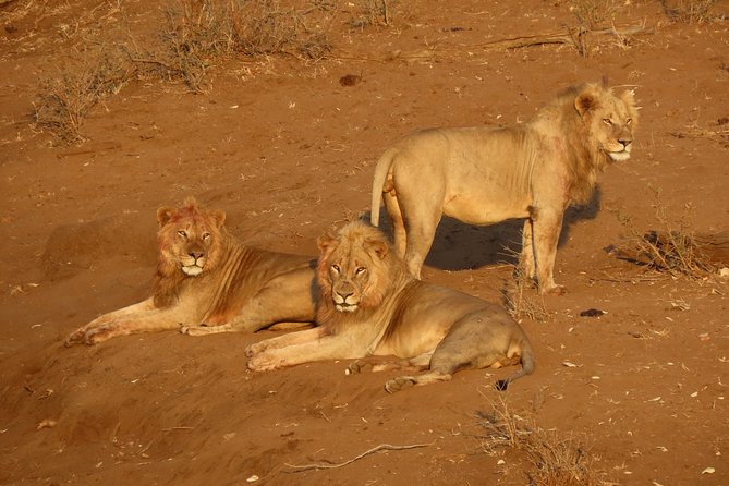Kruger National Park - Private Sunrise Half Day Safari Trip. - Inclusions