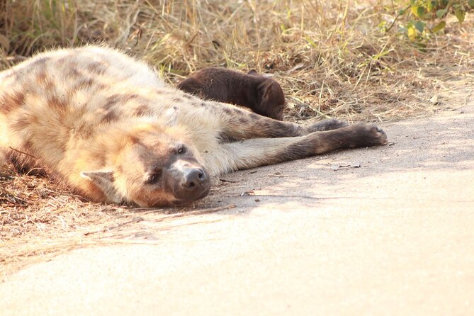 Kruger National Park, Safari Game Drive. - Tour Details