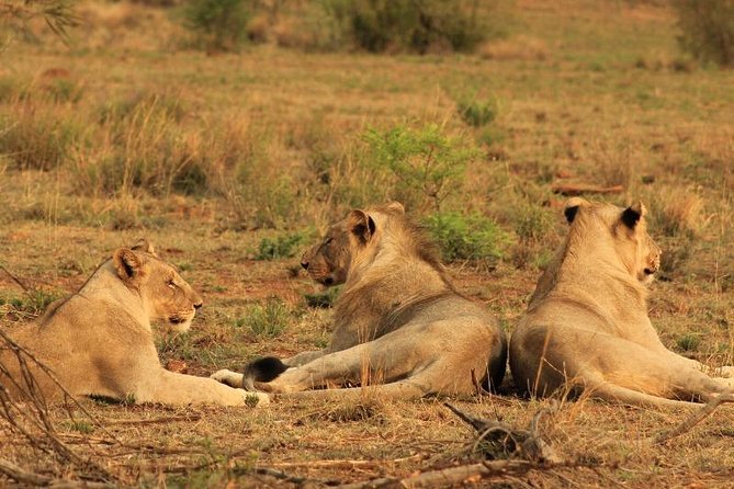 Kruger National Park Sunrise Half-Day Safari Tour - What to Bring and Wear