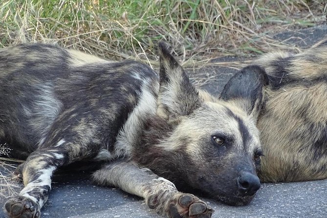 Kruger Park Safari & Panorama Combo (Min. 2 Pax) - Accommodation and Meals