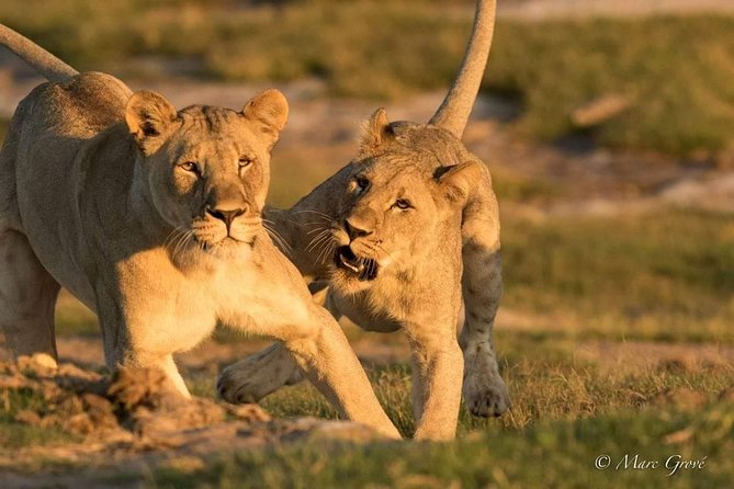 Kruger Park Safari - Wildlife Sightings on Kruger Park Safari