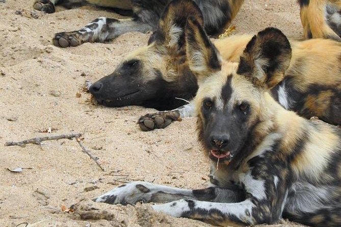 Kruger Safari Tour - Morning Half Day - Tour Guide