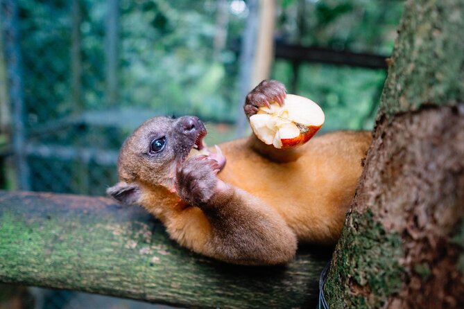 KSTR Re-Wilding Center Manuel Antonio (Sloth/Primate Park) - Wildlife Conservation Efforts