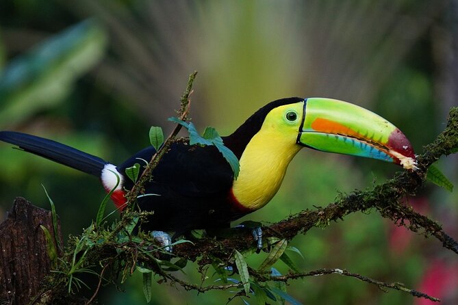 La Fortuna Frio River Half-Day Safari Float Adventure (Feb ) - Native Wildlife and Scenic Views