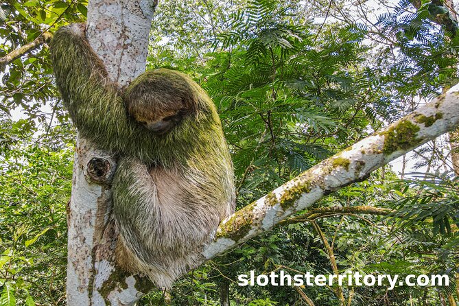La Fortuna Sloth Tour - Tour Details and Highlights