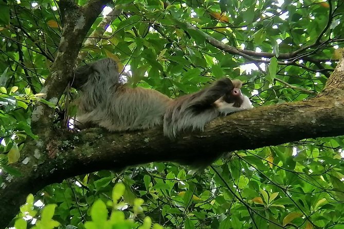 La Fortuna Sloths, Coffee, and Chocolate Experience - Inclusions and Logistics