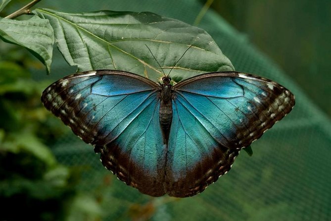 La Paz Waterfall Gardens & Wildlife Refuge Day Tour From San Jose - Pickup and Cancellation