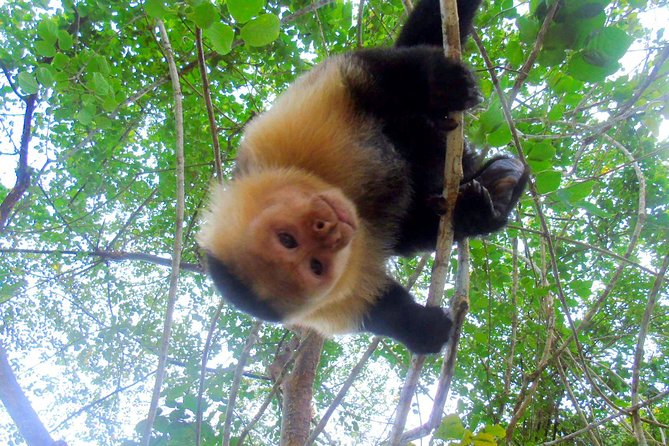 Lake Gatun Wildlife Tour From Panama City - Tour Highlights