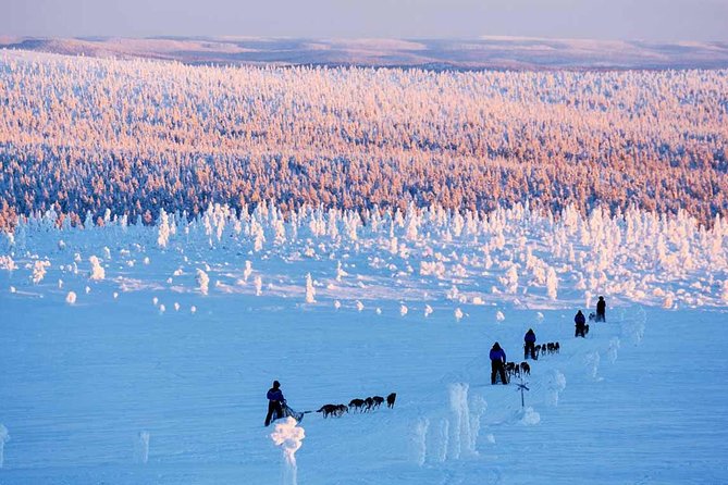 Lapland Husky Safari From Saariselkä - Traveler Photos and Reviews