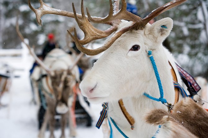 Lapland Reindeer and Husky Safari From Rovaniemi - Cancellation Policy