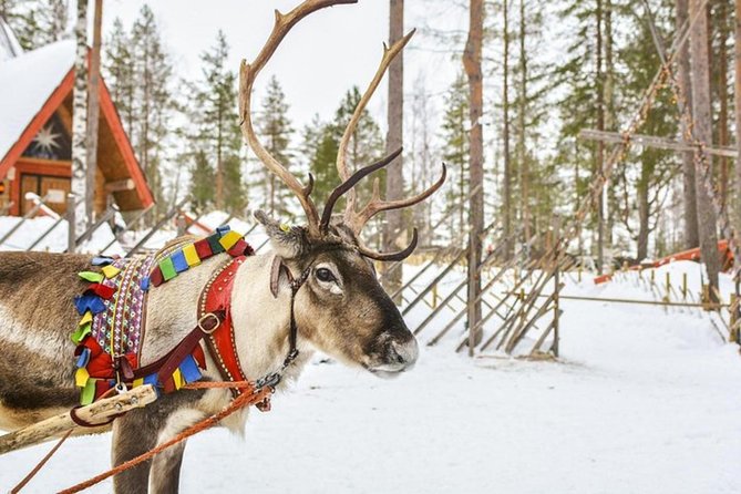 Lapland Reindeer Safari From Levi - Date and Logistics