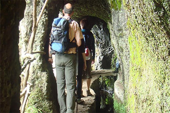 Laurissilva Forest Walk - Tour Details and Requirements