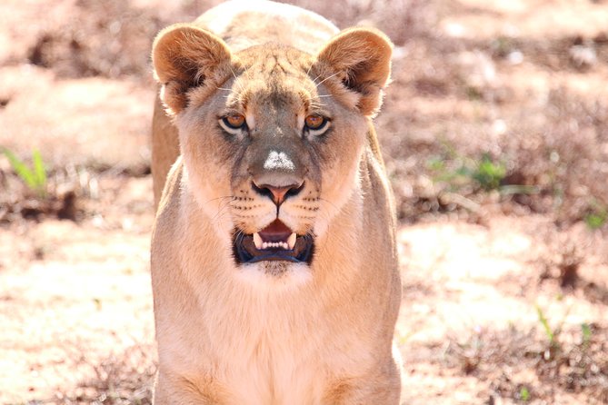 Lion Feeding Experience - Meeting and Pickup Details