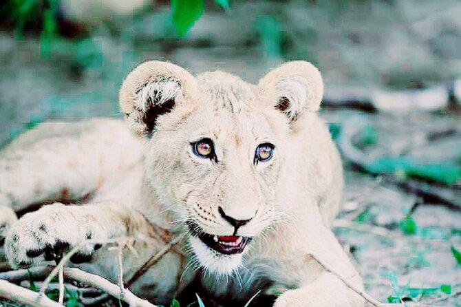 Lion Safari Park Tour(Half-Day) - Parks Main Attractions