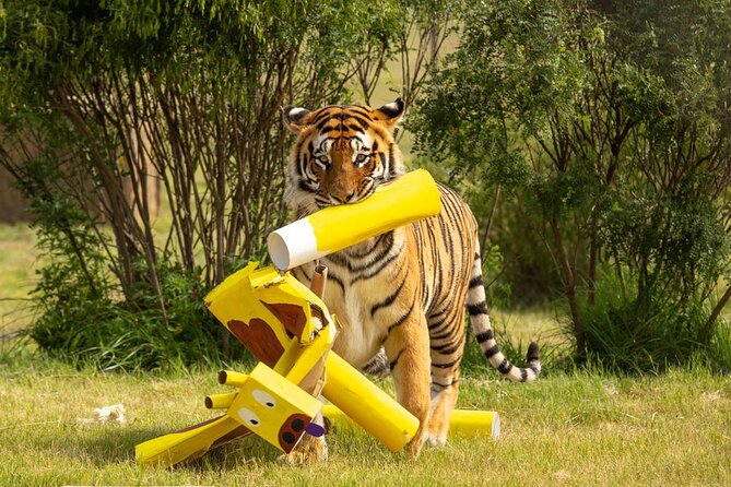 Lionsrock Big Cat Enrichment Tour - Location Details