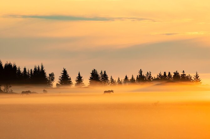 Lofoten Arctic Wildlife Safari - Experience Highlights