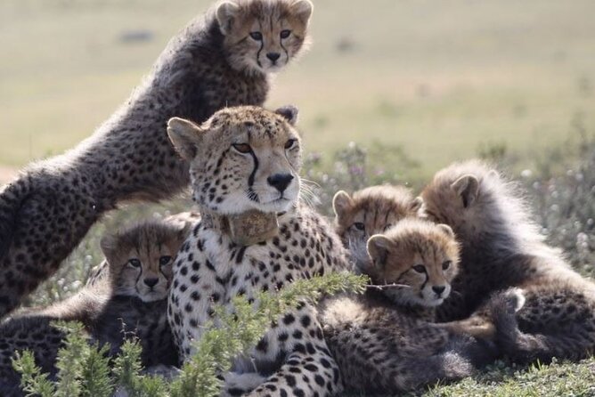 Luxury 2-Day In & Out Garden Route Safari Tour - Accommodation
