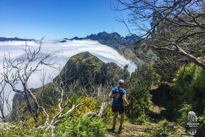 Madeira: Laurisilva Private or Small-Group Running Tour  - Funchal - Tour Overview and Highlights