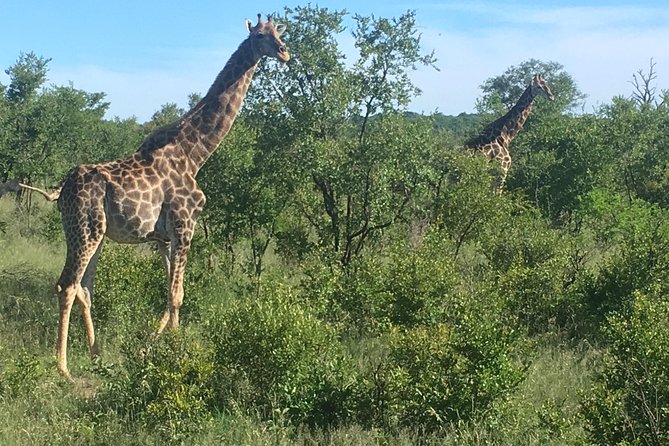 Madikwe Game Reserve South Africa Tour - Wildlife Encounters