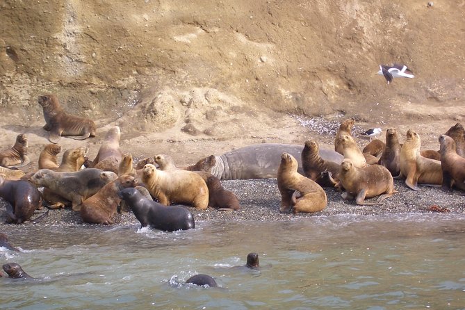 Magdalena Island Penguin Tour by Boat From Punta Arenas - Tour Inclusions