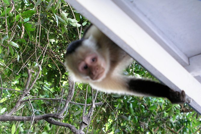 Mangrove Safari With Pottery Village Upgrade From Guanacaste  - Playa Hermosa - Logistical Information
