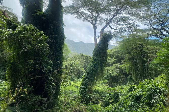 Mānoa Falls Trail Hiking Shuttle - Booking Information