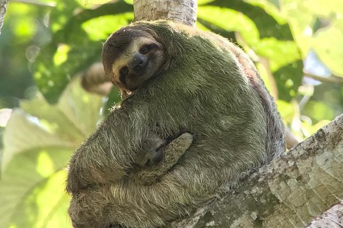 Manuel Antonio National Park Group Guided Tour - Pricing and Booking