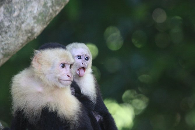 Manuel Antonio National Park Tour - Cancellation Policy and Traveler Photos