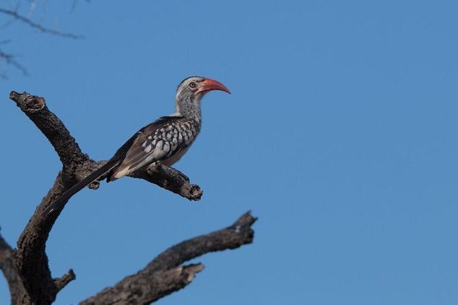 Manyoni Birding Safari - Inclusions and Exclusions