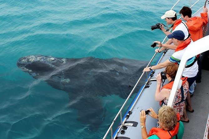 Marine Big 5 Full Day Guided Return Transfer Cape Town - Gansbaai - Spotting Humpback Whales and Dolphins