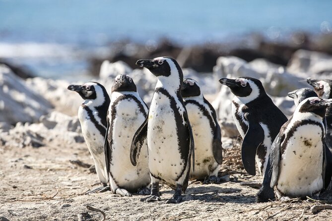 Marine Big 5 Safari From Cape Town - Additional Details and Overall Experience