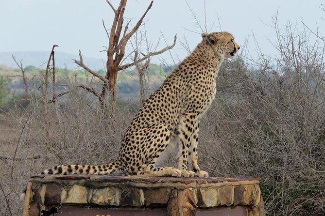 Marloth Park Small-Group Full-Day Kruger Safari  - Mpumalanga - Wildlife Spotting