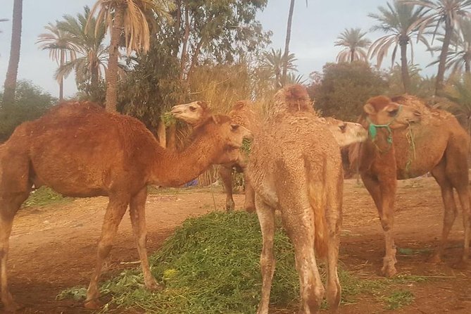 Marrakech Camel Safari at Agafay Desert - Scenic Ride Through Desert and Palm Groves