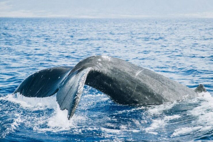Maui: Afternoon Sail With the Whales MāʻAlaea Harbor - Good To Know