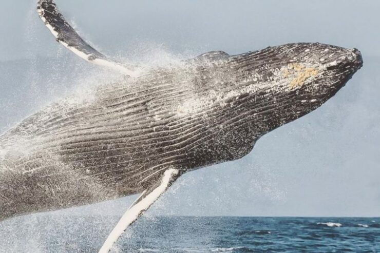 Maui: Midday Sail With the Whales at MāʻAlaea Harbor - Experience Highlights