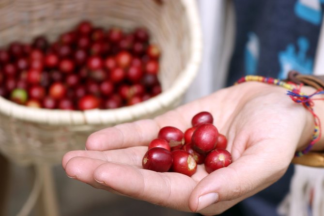 Medellín Hands-on Coffee Tour - Time Optimization