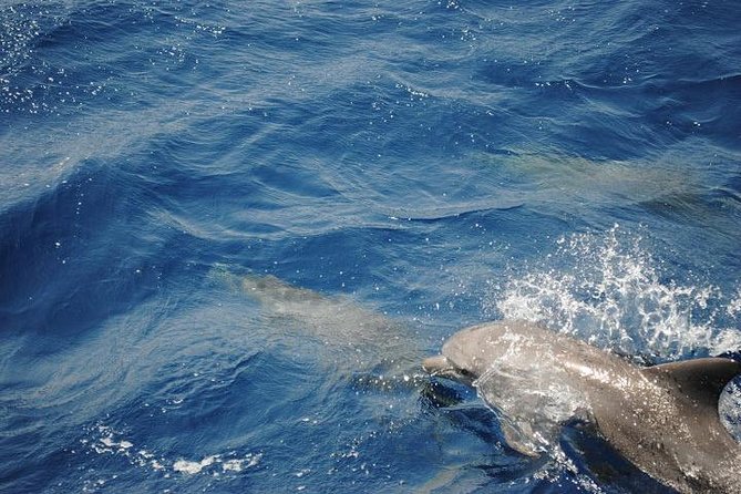 Meet the Dolphins in Snorkeling Tour - Off the Coast of Hurghada, Egypt