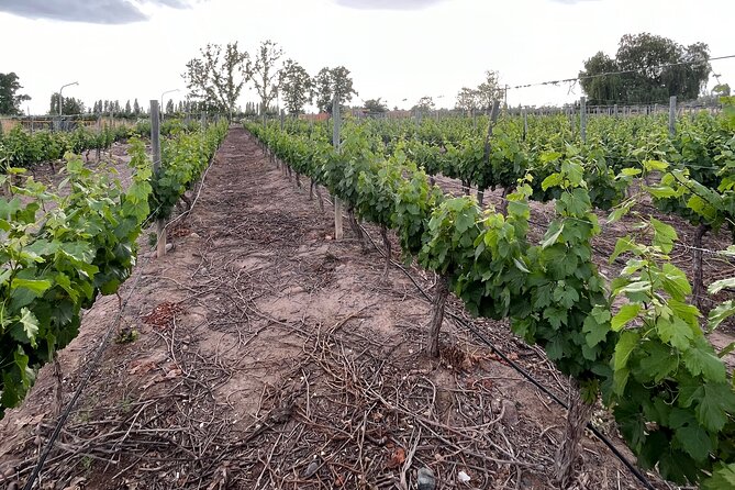 Mendoza Wineries and Olive Oil Tasting Half Day - Good To Know