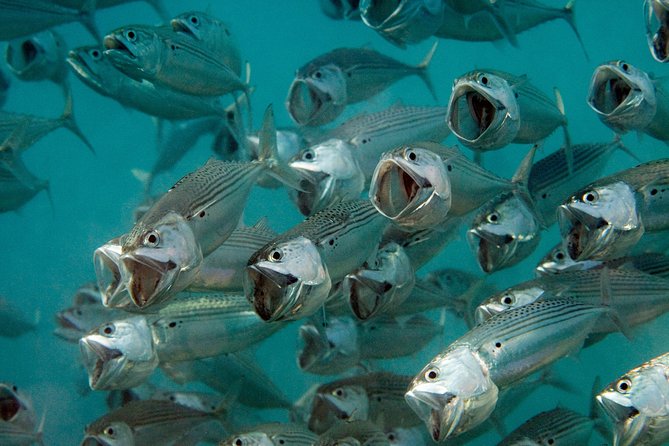 Menjangan Island for Certified Scuba Divers Full Day Boat Trip, 2 Dives Lunch - Traveler Requirements and Recommendations