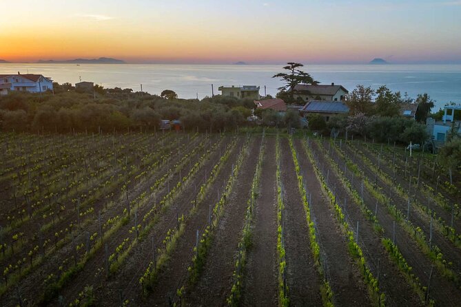 Messina Wine Tasting Experience - Tasting Options Available