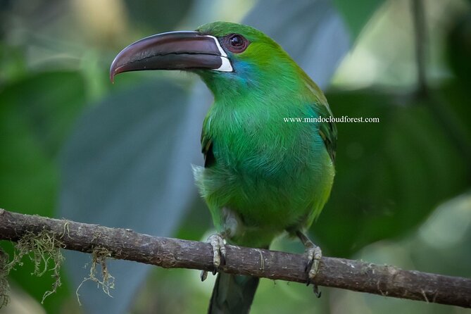 Mindo Cloud Forest Private Customized Nature and Culture Tour  - Quito - Possible Themes and Activities
